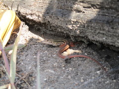 Aspidoscelis angusticeps