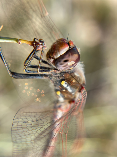 iNaturalist observation photo of Variegated Meadowhawk