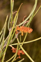Acacia paraneura