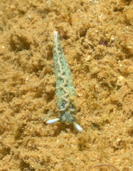 Thuridilla carlsoni
