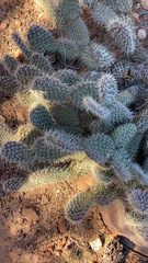 Opuntia polyacantha polyacantha