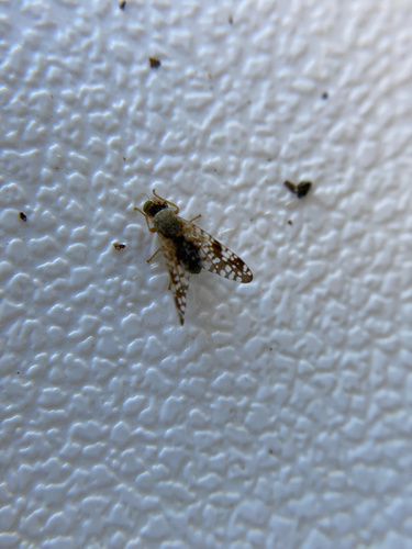 iNaturalist observation photo of Sunflower Seed Maggot