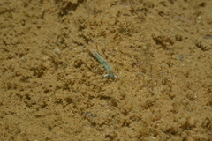 Thuridilla carlsoni