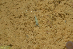 Thuridilla carlsoni