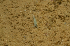 Thuridilla carlsoni