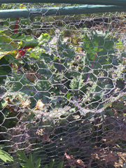 Brassica oleracea acephala