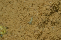 Thuridilla carlsoni