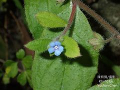 Thyrocarpus sampsonii