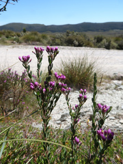 Comesperma retusum