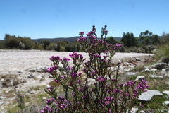 Comesperma retusum