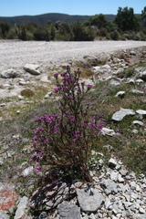 Comesperma retusum