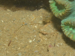 Cuapetes tenuipes