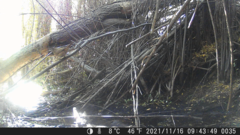 Troglodytes aedon chilensis