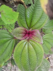 Miconia vallartensis