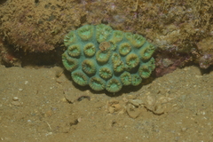 Cuapetes tenuipes
