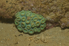 Cuapetes tenuipes