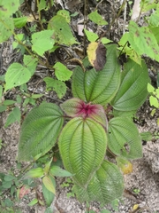 Miconia vallartensis