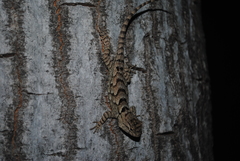 Sceloporus clarkii