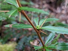 Berberis brevisepala