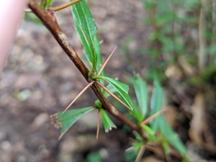 Berberis brevisepala