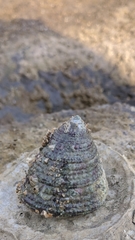 Trochus radiatus