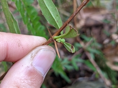 Berberis brevisepala