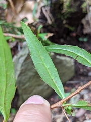 Berberis brevisepala