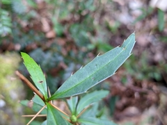 Berberis brevisepala