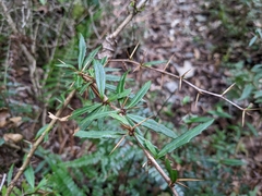 Berberis brevisepala