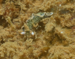 Thuridilla carlsoni