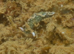 Thuridilla carlsoni