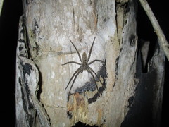 Cupiennius salei