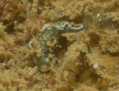 Thuridilla carlsoni