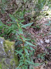 Berberis brevisepala