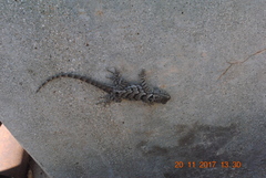 Sceloporus clarkii