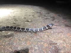 Dipsas ventrimaculata