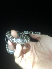 Dipsas ventrimaculata