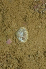 Lioconcha ornata