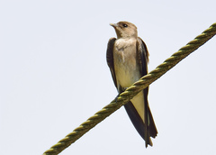 Stelgidopteryx ruficollis