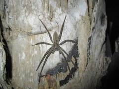 Cupiennius salei