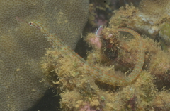 Corythoichthys schultzi