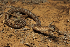 Pygopus schraderi