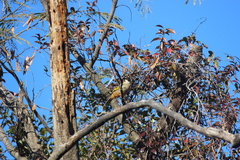 Trochalopteron variegatum