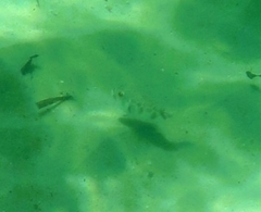 Contusus brevicaudus