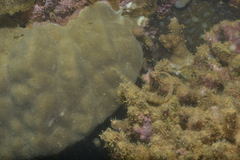 Corythoichthys schultzi