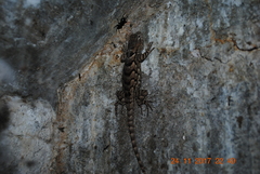 Sceloporus clarkii