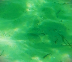 Contusus brevicaudus