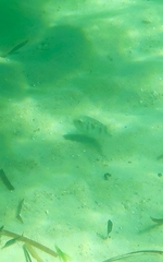 Contusus brevicaudus