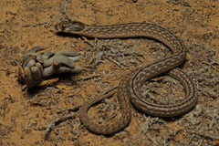 Pygopus schraderi