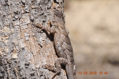 Sceloporus clarkii